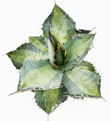 アガベ　チタノタ &rdquo;ダスティ ローズ&rdquo;