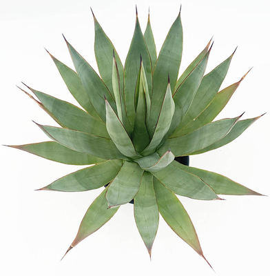 アガベ　ペダンカリフェラ