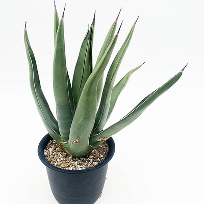 アガベ　ニッケルシー