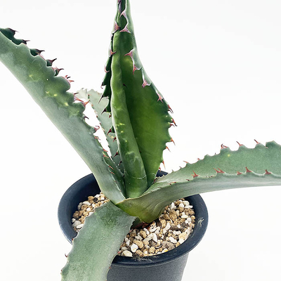 アガベ　ジェントリー&rdquo;ジョーズ&rdquo;