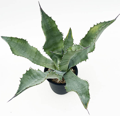 アガベ　"Mr.リップル"