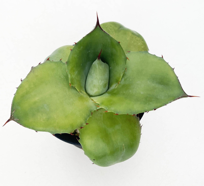 アガベ　ポタトラム &rdquo;ロータスリーフ&rdquo;