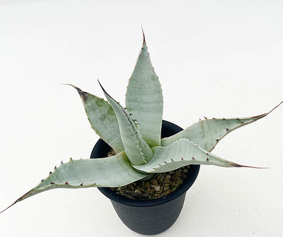 アガベ　オバティホリア &rdquo;ビックフォーム&rdquo;