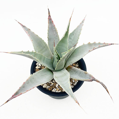 アガベ　オバティホリア 'バンジー'