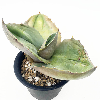 アガベ　マルモラータ &rdquo;パピリオプラタノイデス&rdquo;