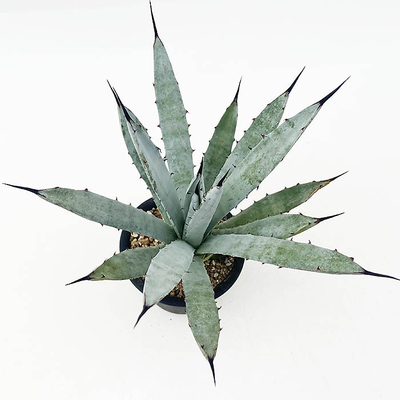 アガベ　マクロアカンタ &rdquo;リトルペンギン&rdquo;