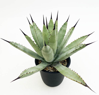 アガベ　マクロアカンダ・ベルデ 