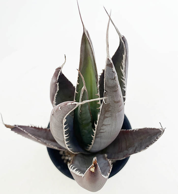 アガベ　メガロドンタ