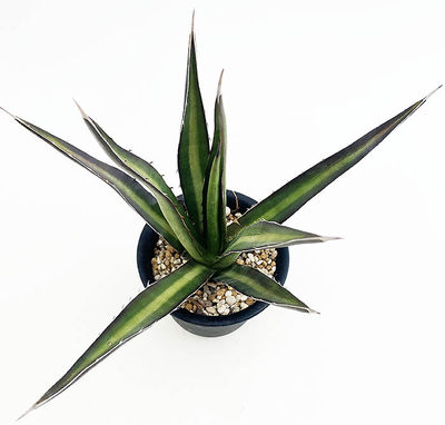 アガベ　ユニビッタータ