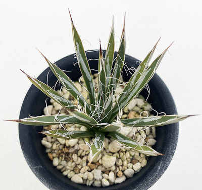 アガベ　トーメーヤナ・ベラ