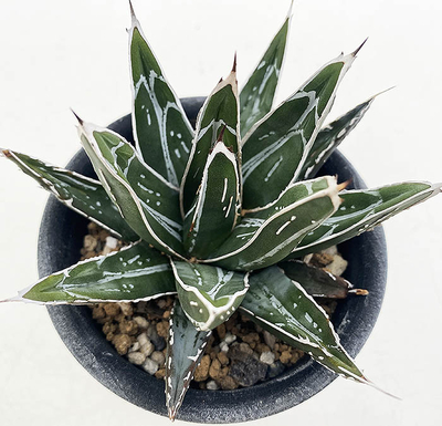 アガベ　ビクトリア・レジーナ "ソーボダエ"