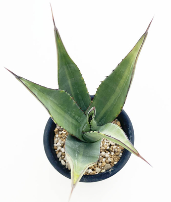 アガベ　"ハックソー"（フェロックス&times;ロファンタ）