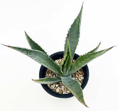 アガベ　プセードフェロックス &rdquo;ベルビッレ&rdquo;