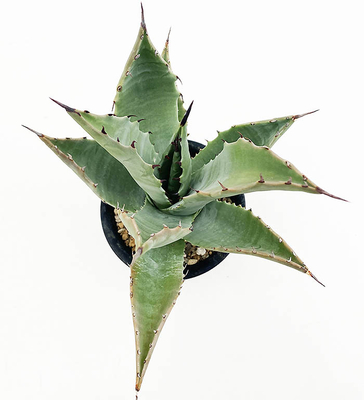 アガベ　サブシンプレックス