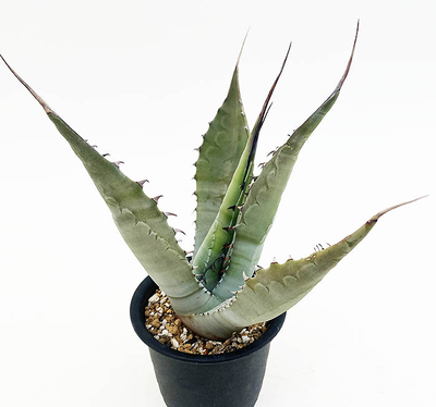 アガベ　サルミアナ・クラッシスピナ