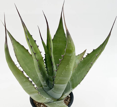 アガベ　サルミアナ・サルミアナ