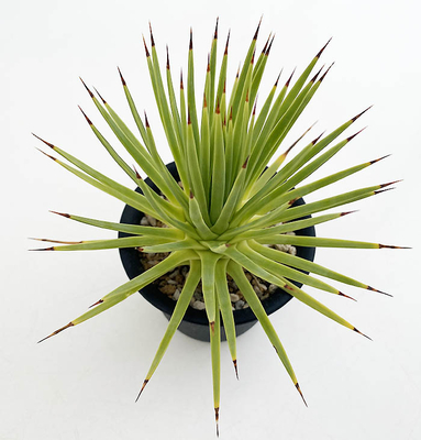 アガベ　ストリクタ（コンパクタ）