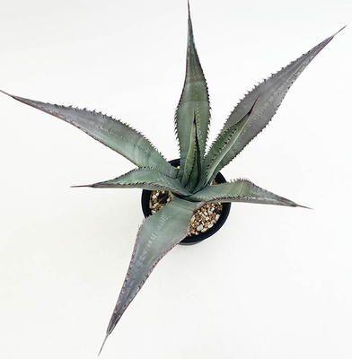 アガベ　パルメリー