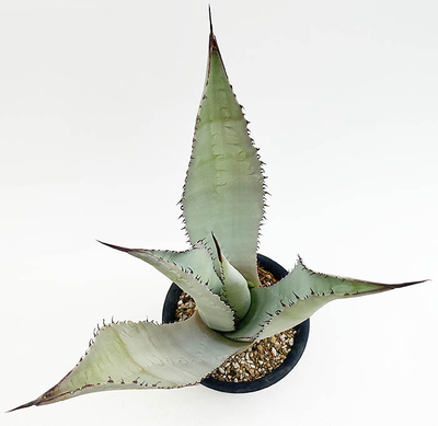 アガベ　スカポサ