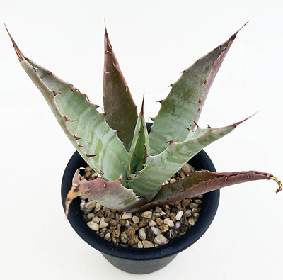 アガベ　アトロビレンス・ミラビリス