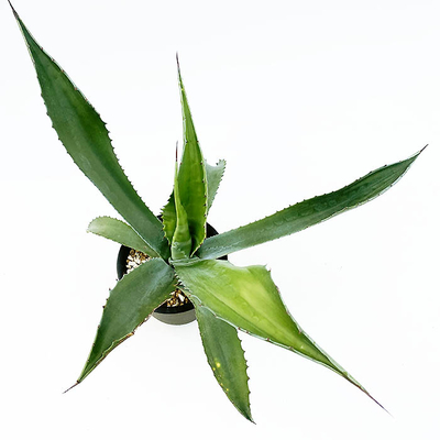 アガベ　サルミアナ・フェロックス &rdquo;ローガン・カルホーン&rdquo;