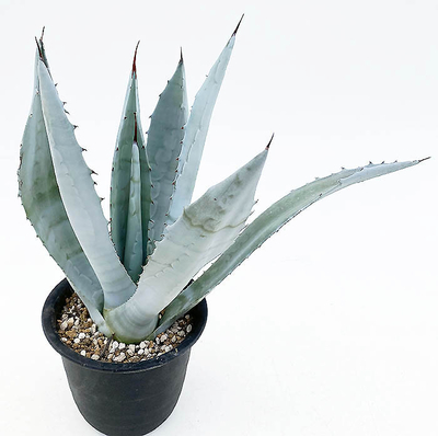 アガベ　ウインテリアーナ