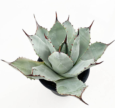 アガベ　パルリ・パルリ