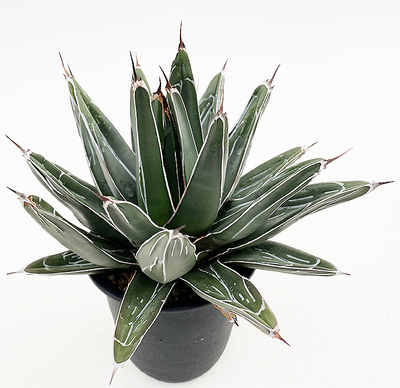 アガベ　ビクトリアエ・レギーナエ　コンパクタ