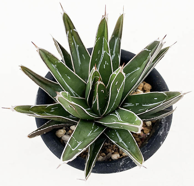 アガベ　ビクトリア・レジーナ "ソーボダエ"