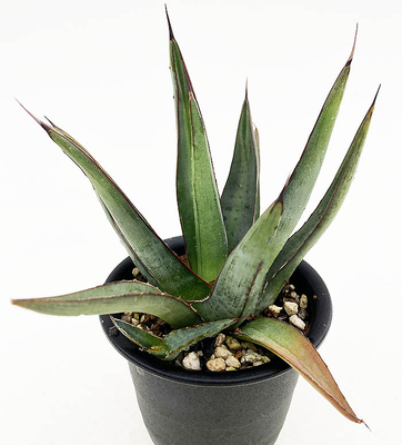 アガベ　ニッケルシー