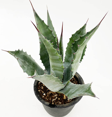 アガベ　サルミアナ・フェロックス "クレージーホース"