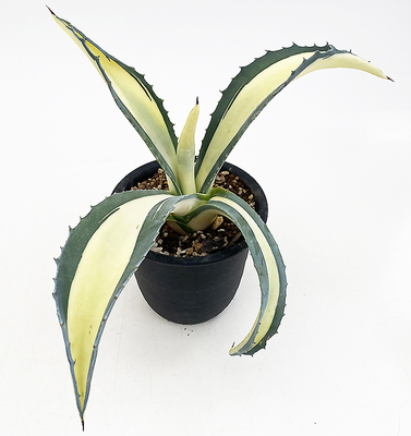 アガベ　アメリカーナ・メディオピクタ