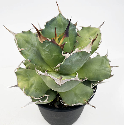 アガベ　オテロイ（シエラミクステカFO-076 ）コンパクタ