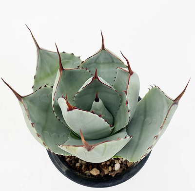 アガベ　パルリ・トルンカータ