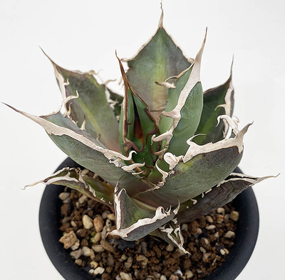 アガベ　オテロイ &rdquo;ミーンストリーク&rdquo;