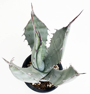 アガベ　コロラータ（ムサシボウ）