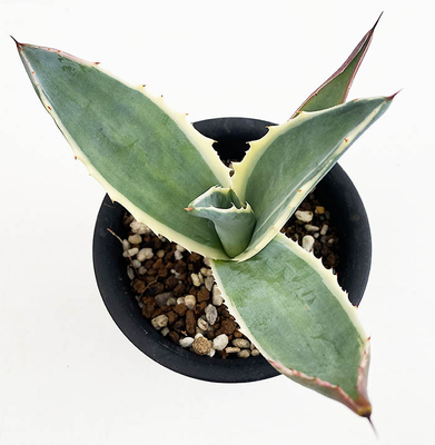 アガベ　アメリカーナ &rdquo;マシュマロクリーム&rdquo;