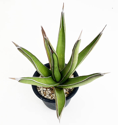 アガベ　ピンティラ