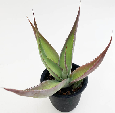 アガベ　グエンゴーラ（糊斑）