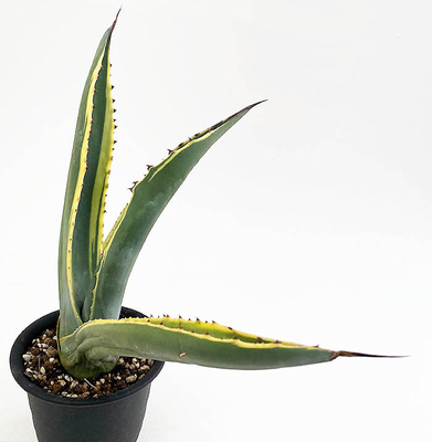 アガベ　サルミアナ・サルミアナ　マージネータ