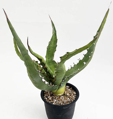 アガベ　キシロナカンタ