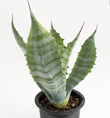 アガベ　サルミアナ・フェロックス &rdquo;クレージーホース&rdquo;