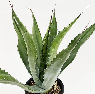 アガベ　サルミアナ・フェロックス &rdquo;グリーンゴブレット&rdquo;