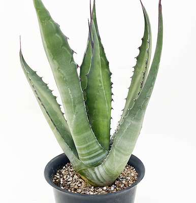 アガベ　ジェントリー