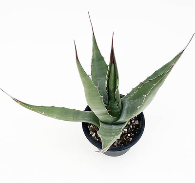 アガベ　モンタナ&times;ジェントリー