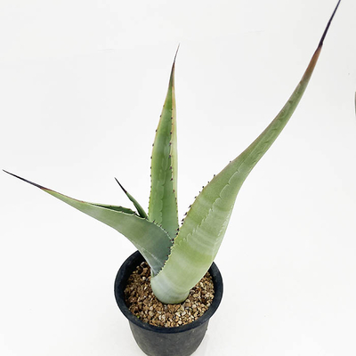 アガベ　アスペリーマ ・ザルセンシス