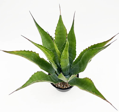 アガベ   &rdquo;ブルーベル・ジャイアンツ&rdquo;