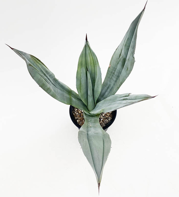 アガベ　ウエベリー・ラティホリア