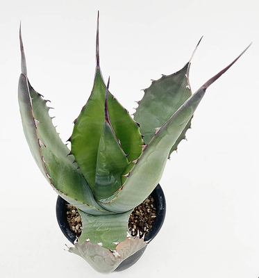 アガベ　サルミアナ・フェロックス 