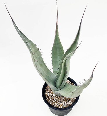 アガベ　スカポサ